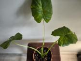 Alocasia gageana aurea - nuotraukos Nr. 2