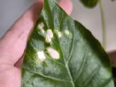 Alocasia gageana aurea - nuotraukos Nr. 3