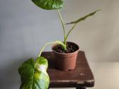 Alocasia gageana aurea - nuotraukos Nr. 4