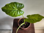 Alocasia gageana aurea - nuotraukos Nr. 5