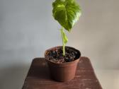Alocasia gageana aurea - nuotraukos Nr. 6