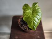 Alocasia gageana aurea - nuotraukos Nr. 7
