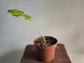 Alocasia gageana aurea - nuotraukos Nr. 8