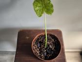 Alocasia gageana aurea - nuotraukos Nr. 9