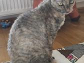 Cornish rex