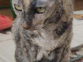 Cornish rex - nuotraukos Nr. 2