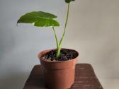 Alocasia gageana