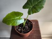 Alocasia gageana - nuotraukos Nr. 2