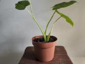 Alocasia gageana - nuotraukos Nr. 3