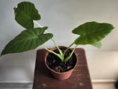 Alocasia gageana - nuotraukos Nr. 4