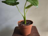 Alocasia gageana - nuotraukos Nr. 5