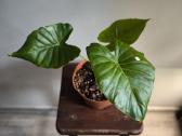 Alocasia gageana - nuotraukos Nr. 6