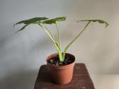 Alocasia gageana - nuotraukos Nr. 7