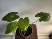 Alocasia gageana - nuotraukos Nr. 8