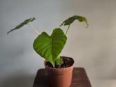 Alocasia gageana - nuotraukos Nr. 9