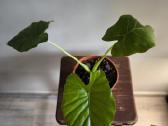 Alocasia gageana - nuotraukos Nr. 10