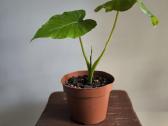 Alocasia gageana - nuotraukos Nr. 11