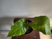 Alocasia gageana - nuotraukos Nr. 12