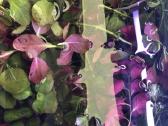 Akvariuminiai augalai