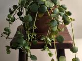 Peperomia Hope