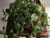 Peperomia Hope - nuotraukos Nr. 2