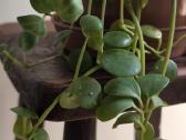 Peperomia Hope - nuotraukos Nr. 3