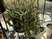 Crassula - nuotraukos Nr. 4