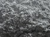 Organines trasos - nuotraukos Nr. 3