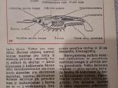 Biologija - nuotraukos Nr. 3