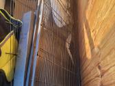 Narvellis pauksciu - nuotraukos Nr. 2