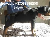 Dobermanu šuniukai gime2026.01.28 - nuotraukos Nr. 7