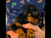Dobermanu šuniukai gime2026.01.28 - nuotraukos Nr. 8