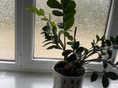 Parduodami vazonai gelems - nuotraukos Nr. 7