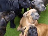 Cane Corso šuniukai su kilmės dokumentais - nuotraukos Nr. 2