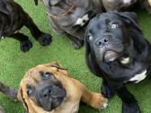 Cane Corso šuniukai - nuotraukos Nr. 2