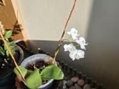 Orchidėja - nuotraukos Nr. 6