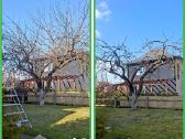 Gyvatvorių karpymas. Jonava, Kaunas, Ukmergė - nuotraukos Nr. 21