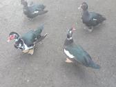 Antys