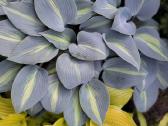 Parduodu melsves (hosta) ir pavėsio augalus - nuotraukos Nr. 36