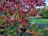 Žagrenis rūgštusis (Rhus) - nuotraukos Nr. 4