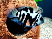 Safyrine papuga ( blue neon tiger ) - nuotraukos Nr. 3