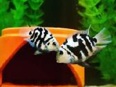 Safyrine papuga ( blue neon tiger ) - nuotraukos Nr. 4