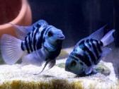 Safyrine papuga ( blue neon tiger ) - nuotraukos Nr. 5