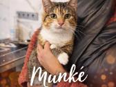 Munkė dairosi namų - nuotraukos Nr. 3