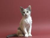 Selkirk Rex veislės katytė
