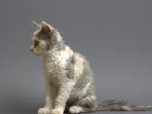 Selkirk Rex veislės katytė - nuotraukos Nr. 2
