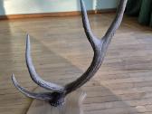 Interjero akcentas ragai 91 cm, 5 atšakos