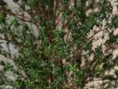 Daigiametis mirtos krumas - nuotraukos Nr. 3