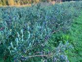 Parduodami šilauogių krūmai - nuotraukos Nr. 2