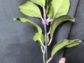 Vaškuolės (#Hoya) - nuotraukos Nr. 8